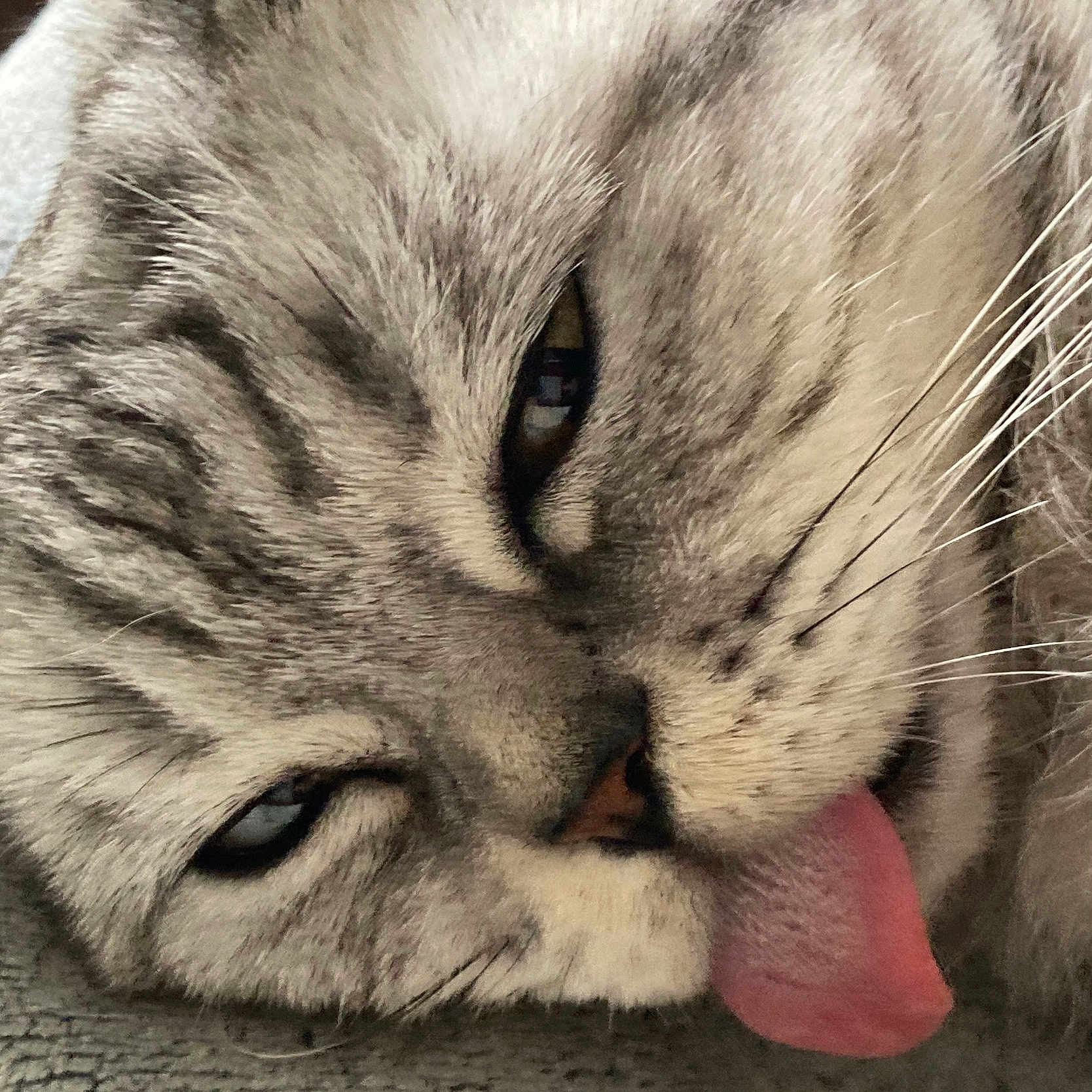 Rosie participe au concours pour gagner de l'argent avec cette photo : abyssinian, animal, bodypart, cat, couch, egyptiancat, face, furniture, head, kitten, manx, mouth, person, pet, photography, portrait, rock, sleeping, snout, tongue