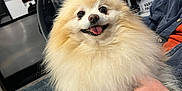 Ozzy joined the competition — help win amazing prizes! dog, pomeranian, fluffy, smiling, tongue_out, pet, indoor, person, lap, hand, vacuum_cleaner, carpet, jeans, jacket, home, floor, window, bottle, furniture, happy