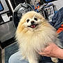 dog, pomeranian, fluffy, smiling, tongue_out, pet, indoor, person, lap, hand, vacuum_cleaner, carpet, jeans, jacket, home, floor, window, bottle, furniture, happy