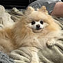 Ozzy joined the competition — help win amazing prizes! dog, pomeranian, fluffy, pet, blanket, indoor, resting, man, glasses, gray_shirt, cozy, cute, small_dog, furry, lying_down, animal, companion, portrait, relaxing, home
