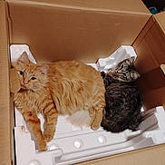 Fatty Burger joined the competition — help win amazing prizes! cat, orange_cat, gray_cat, tabby_cat, fluffy, box, cardboard, styrofoam, pets, animal, feline, curious, relaxed, indoor, cute, two_cats, resting, cozy, domestic_cat, lying_down