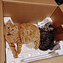 cat, orange_cat, gray_cat, tabby_cat, fluffy, box, cardboard, styrofoam, pets, animal, feline, curious, relaxed, indoor, cute, two_cats, resting, cozy, domestic_cat, lying_down