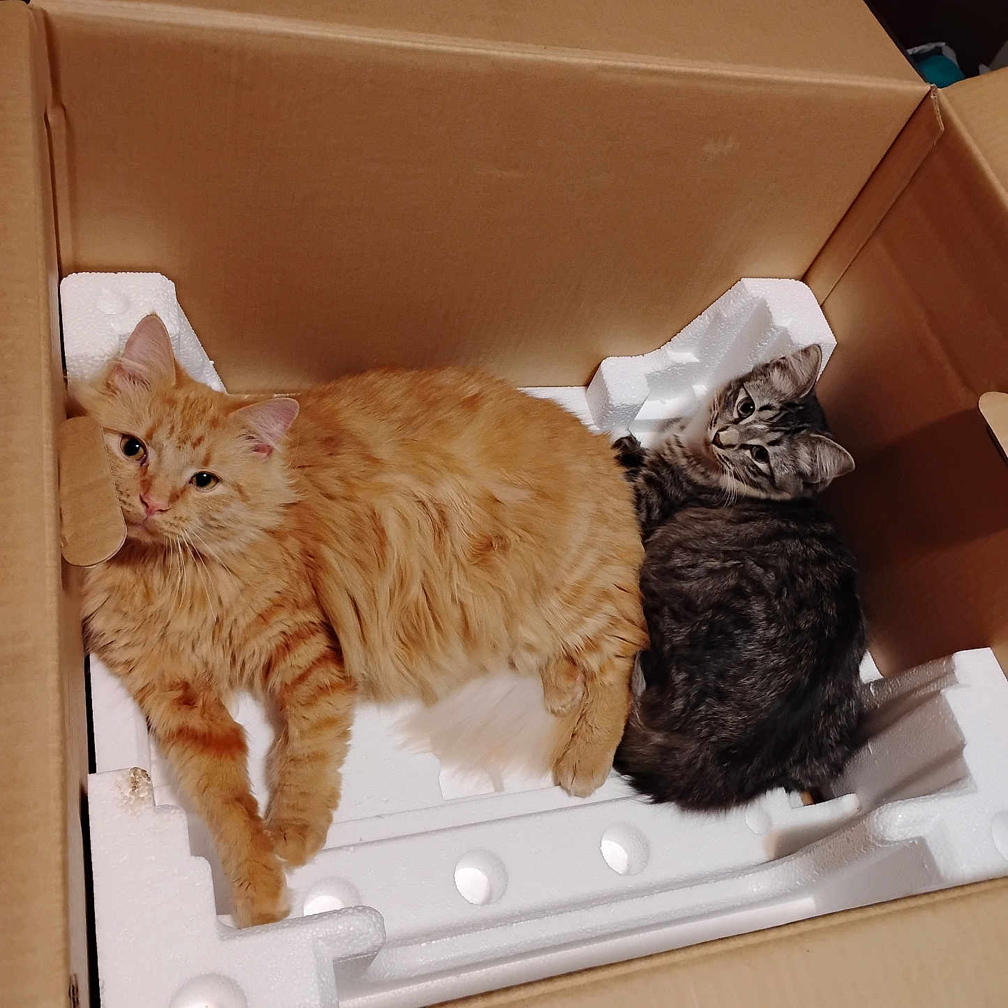 Fatty Burger joined the competition — help win amazing prizes! animal, box, cardboard, cat, cozy, curious, cute, domestic_cat, feline, fluffy, gray_cat, indoor, lying_down, orange_cat, pets, relaxed, resting, styrofoam, tabby_cat, two_cats