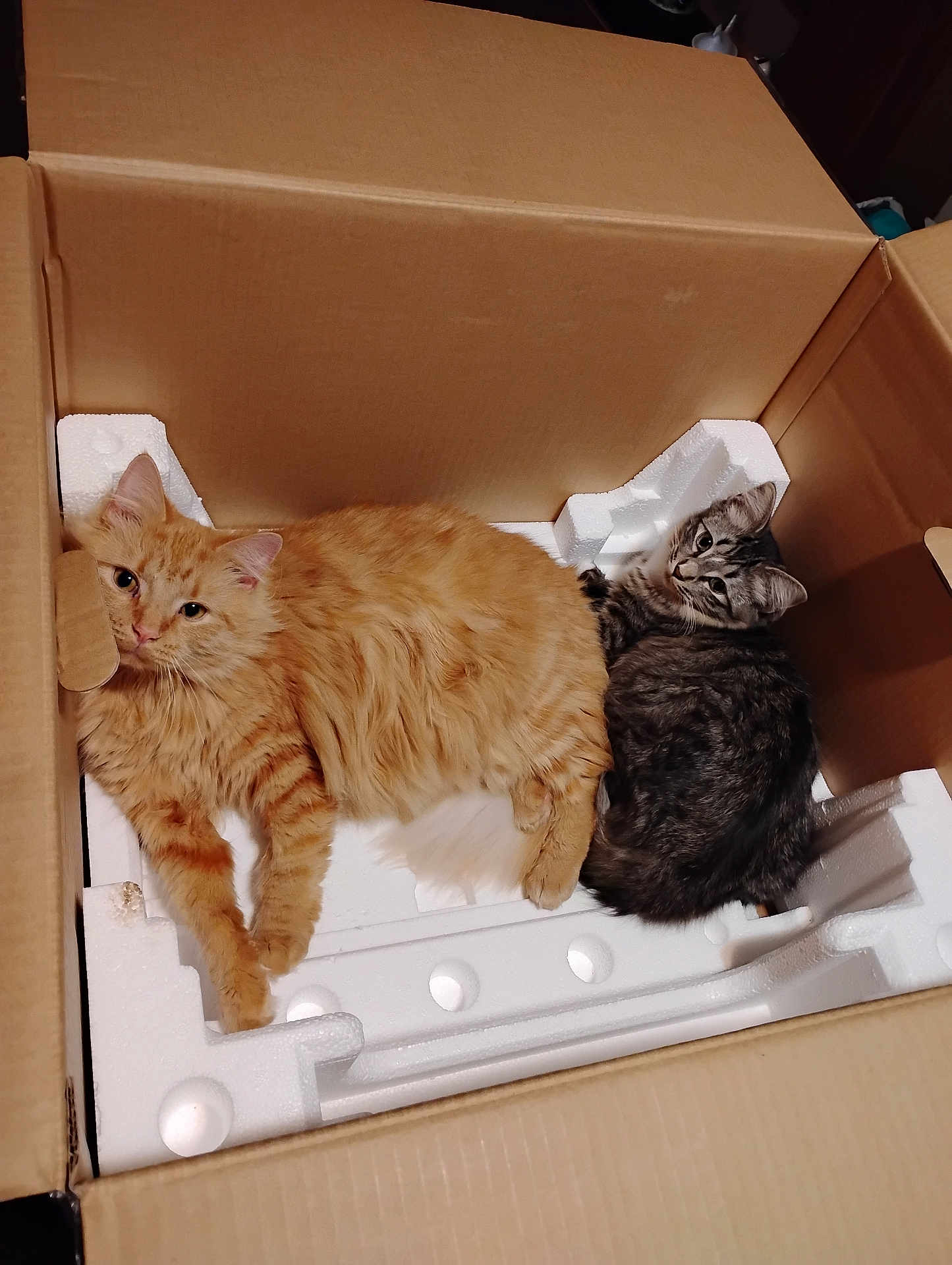 Fatty Burger joined the competition — help win amazing prizes! cat, orange_cat, gray_cat, tabby_cat, fluffy, box, cardboard, styrofoam, pets, animal, feline, curious, relaxed, indoor, cute, two_cats, resting, cozy, domestic_cat, lying_down