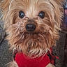 animal, brown_fur, carpet, close_up, couch, cute, dog, fluffy, furry, home_screen, indoors, living_room, long_hair, looking_at_camera, pet, portrait, red_sweater, small_dog, smartphone_screenshot, yorkshire_terrier