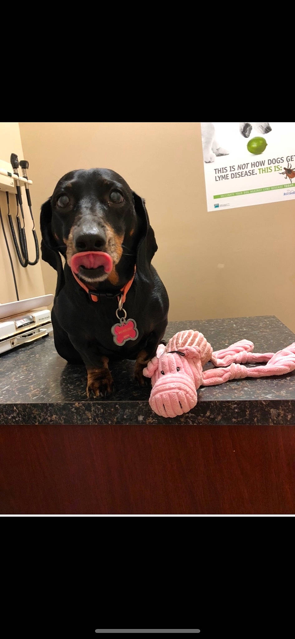 Weenie joined the competition — help win amazing prizes! borador, canidae, carnivore, collar, comfort, companion_dog, dog, dog_breed, dog_collar, flooring, fur, gun_dog, hardwood, liver, retriever, sitting, snout, sporting_group, wood, working_animal
