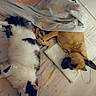 cat, dog, bed, blanket, sleeping, cozy, indoor, pet, fur, resting, animal, cute, heart, pillow, relaxation, domestic, companion, feline, canine, napping