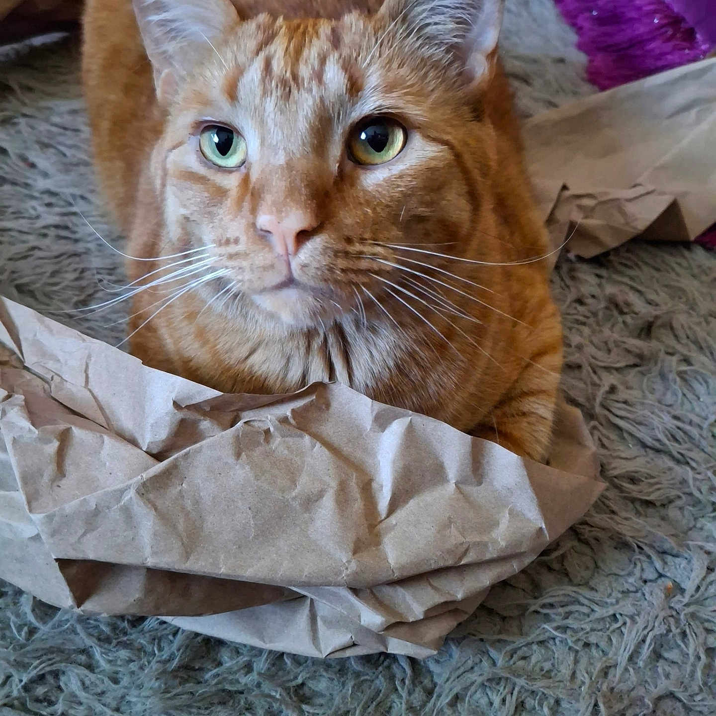 Azi joined the competition — help win amazing prizes! cat, orange_tabby, feline, pet, animal, close_up, portrait, green_eyes, whiskers, ears, fur, striped_fur, sitting, indoor, rug, shaggy_rug, paper, crumpled_paper, purple_blanket, curious