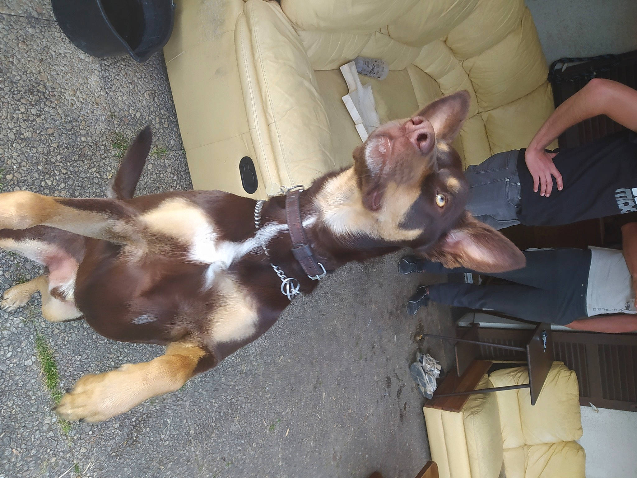 Obi a rejoint le concours — aidez-le/la à gagner de superbes lots ! canidae, carnivore, corgi_chihuahua, dog, dog_breed, ear, fawn, mammal, sporting_group, tail