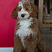Dunkin joined the competition — help win amazing prizes! adorable, animal, brown_and_white, canine, companion, curly_fur, cute, dog, domestic_animal, floor, fur, indoor, pet, pet_portrait, portrait, puppy, red_wall, sitting, wooden_chair, young_dog