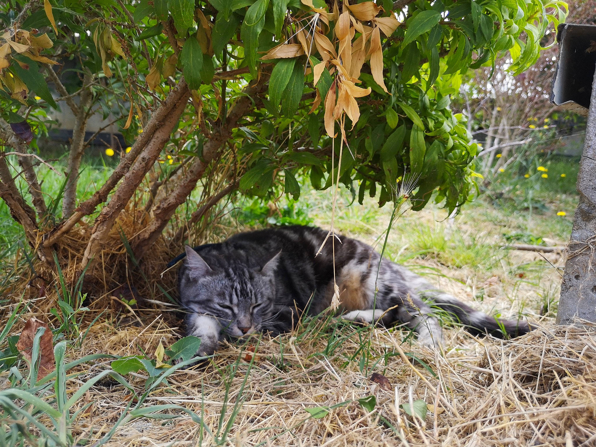 Bichette a rejoint le concours — aidez-le/la à gagner de superbes lots ! canidae, carnivore, cat, felidae, grass, plant, small_to_medium_sized_cats, sporting_group