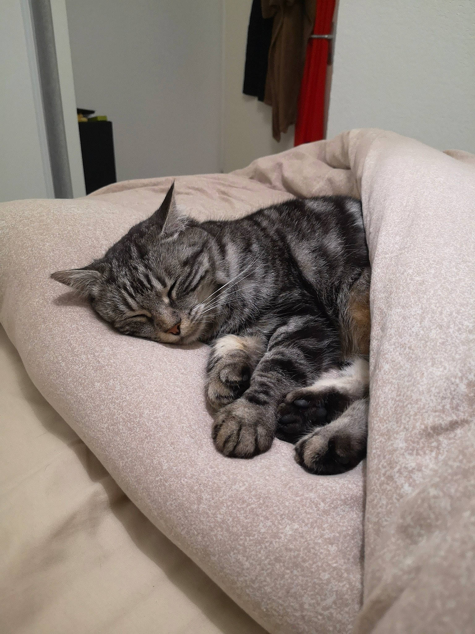 Bichette a rejoint le concours — aidez-le/la à gagner de superbes lots ! american_shorthair, asian, carnivore, cat, comfort, domestic_short_haired_cat, dragon_li, european_shorthair, fawn, felidae, fur, furniture, kitten, nap, paw, sleep, small_to_medium_sized_cats, tabby_cat, whiskers