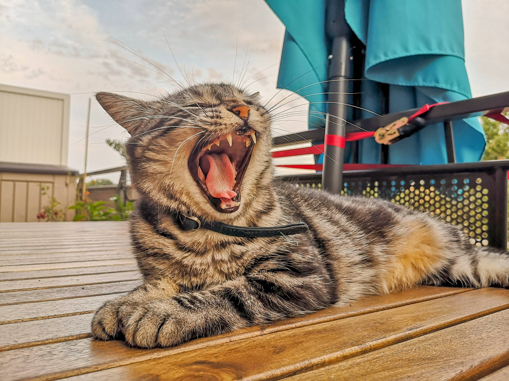 Bichette a rejoint le concours — aidez-le/la à gagner de superbes lots ! american_shorthair, california_spangled, carnivore, cat, domestic_short_haired_cat, dragon_li, european_shorthair, eye, facial_expression, felidae, mammal, ocicat, organ, pixie_bob, roar, small_to_medium_sized_cats, tabby_cat, whiskers, wild_cat, yawn