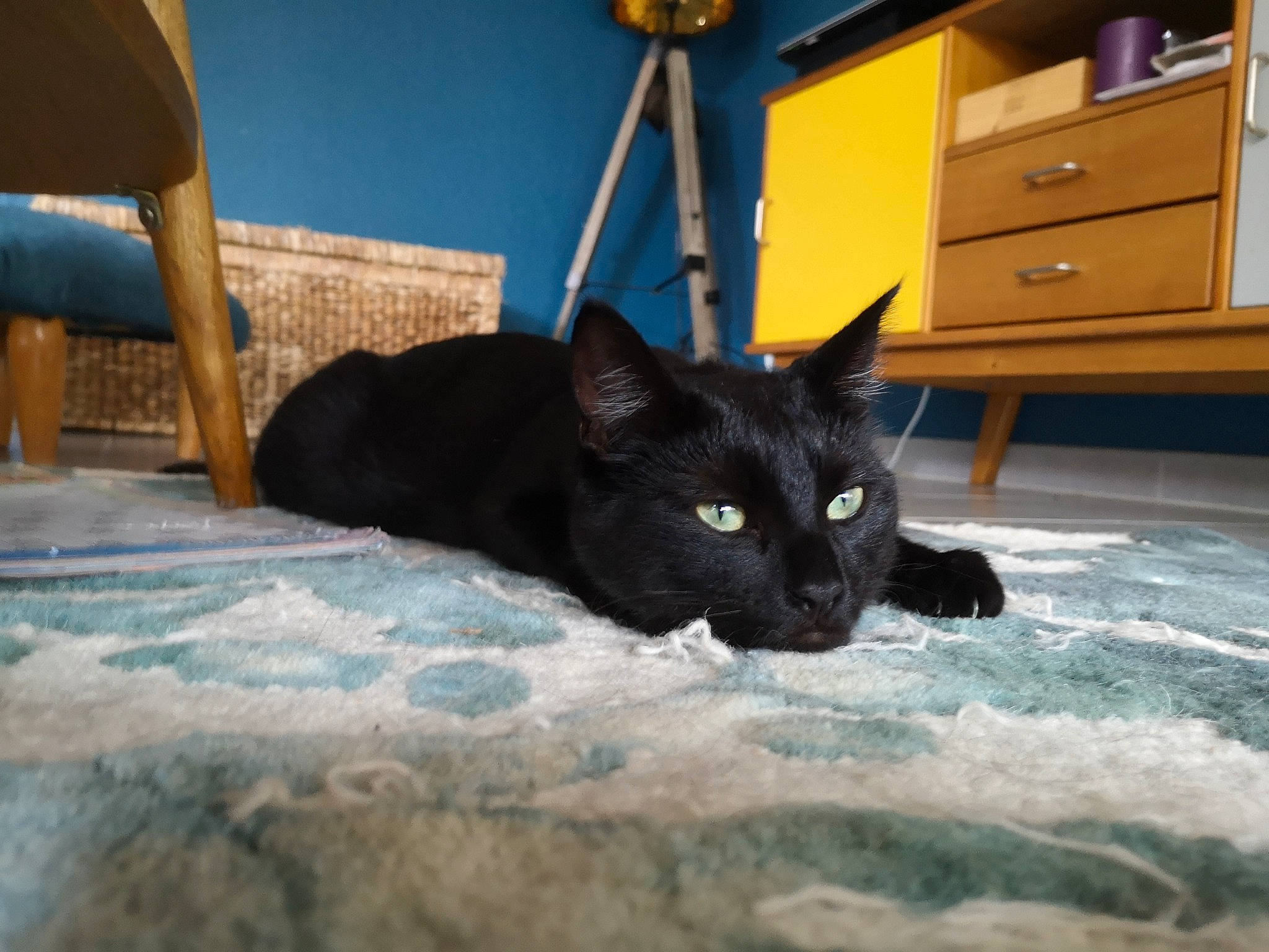 Peanuts a rejoint le concours — aidez-le/la à gagner de superbes lots ! asian, bed, black, black_cat, bombay, burmese, carnivore, cat, domestic_short_haired_cat, eye, felidae, floor, house, kitten, polydactyl_cat, sky, small_to_medium_sized_cats, snapshot, tail, whiskers