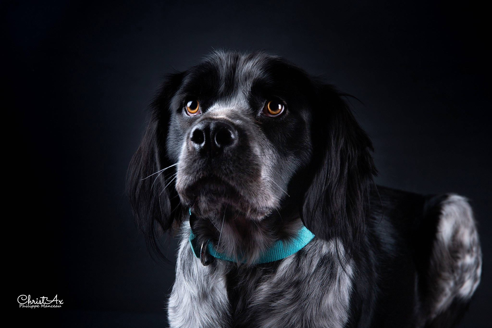 Narco a rejoint le concours — aidez-le/la à gagner de superbes lots ! black, blue_picardy_spaniel, boykin_spaniel, canidae, carnivore, cocker_spaniel, dog, dog_breed, english_cocker_spaniel, field_spaniel, french_spaniel, german_spaniel, large_munsterlander, mammal, rare_breed_dog, russian_spaniel, small_munsterlander, snout, spaniel, sporting_group