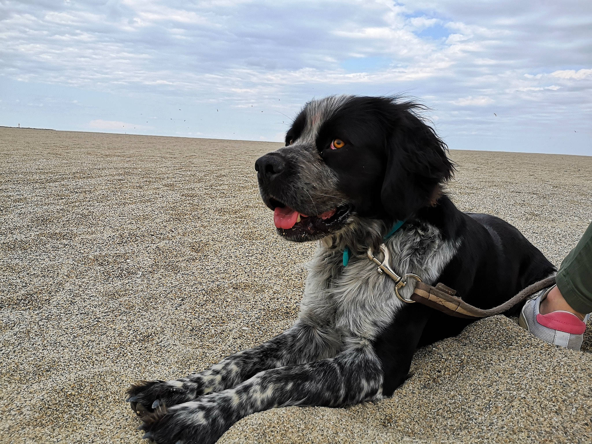 Narco participe au concours pour gagner de l'argent avec cette photo : blue_picardy_spaniel, canidae, carnivore, dog, dog_breed, french_spaniel, german_longhaired_pointer, german_spaniel, hunting_dog, large_munsterlander, mammal, rare_breed_dog, russian_spaniel, small_munsterlander, spaniel, sporting_group, vertebrate, wetterhoun