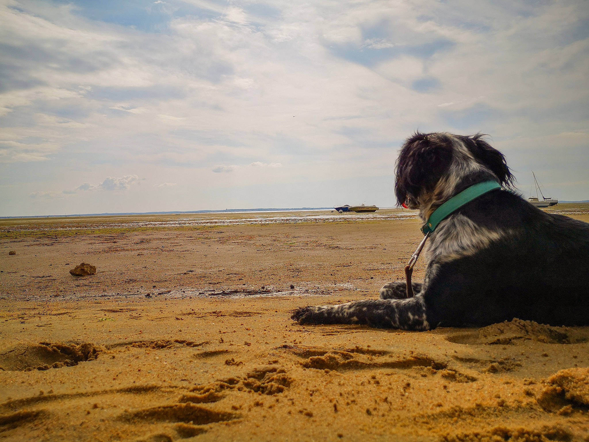 Narco a rejoint le concours — aidez-le/la à gagner de superbes lots ! beach, canidae, carnivore, coast, dog, dog_breed, guard_dog, hunting_dog, mudflat, ocean, pointer, sand, sea, sky, sporting_group, vacation