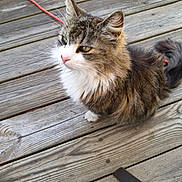 Fluffy joined the competition — help win amazing prizes! cat, tabby, fluffy, longhaired, white_chest, green_eyes, pink_nose, whiskers, sitting, outdoor, wooden_deck, decking, pet, animal, portrait, close_up, fur, tail, red_leash, natural_light