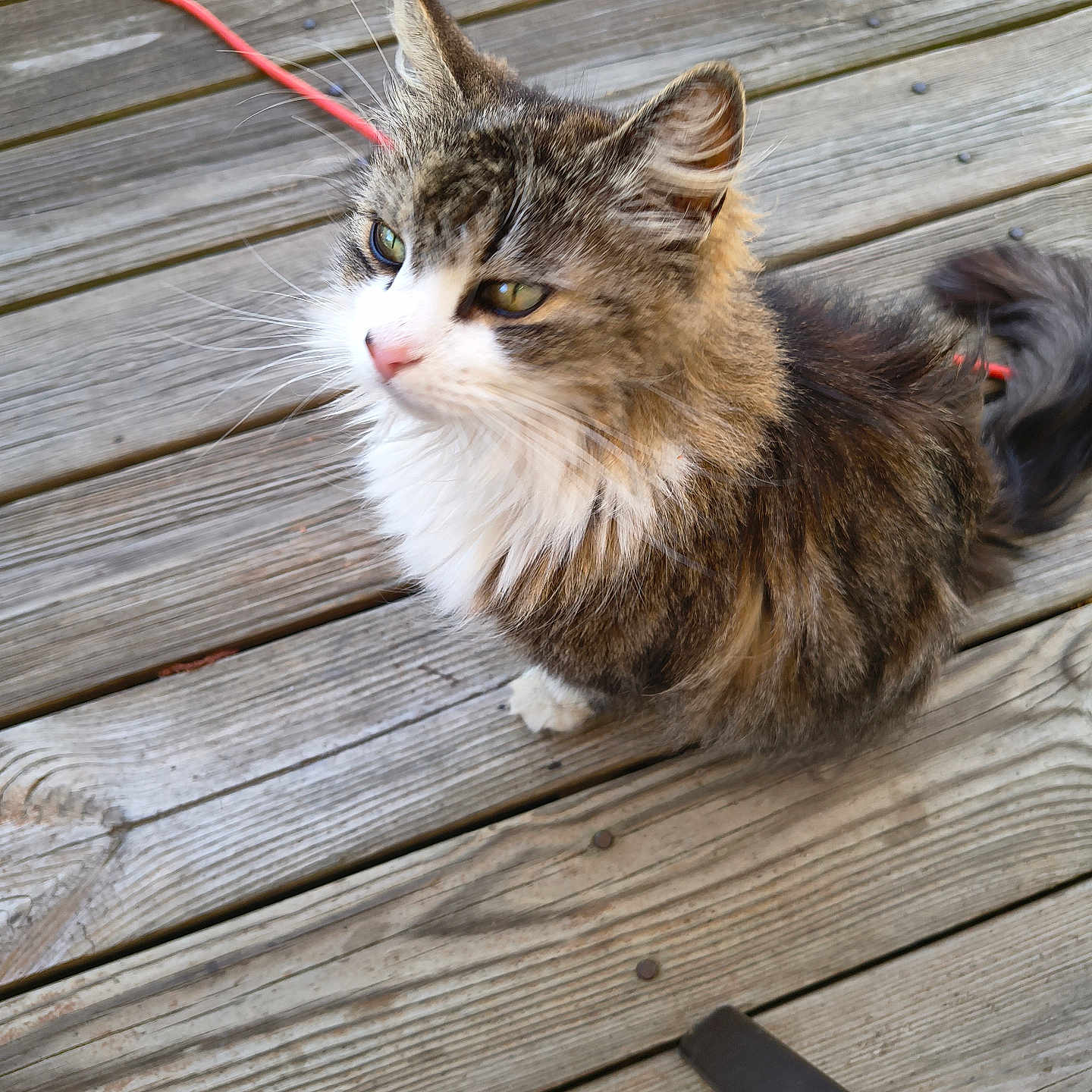 Fluffy