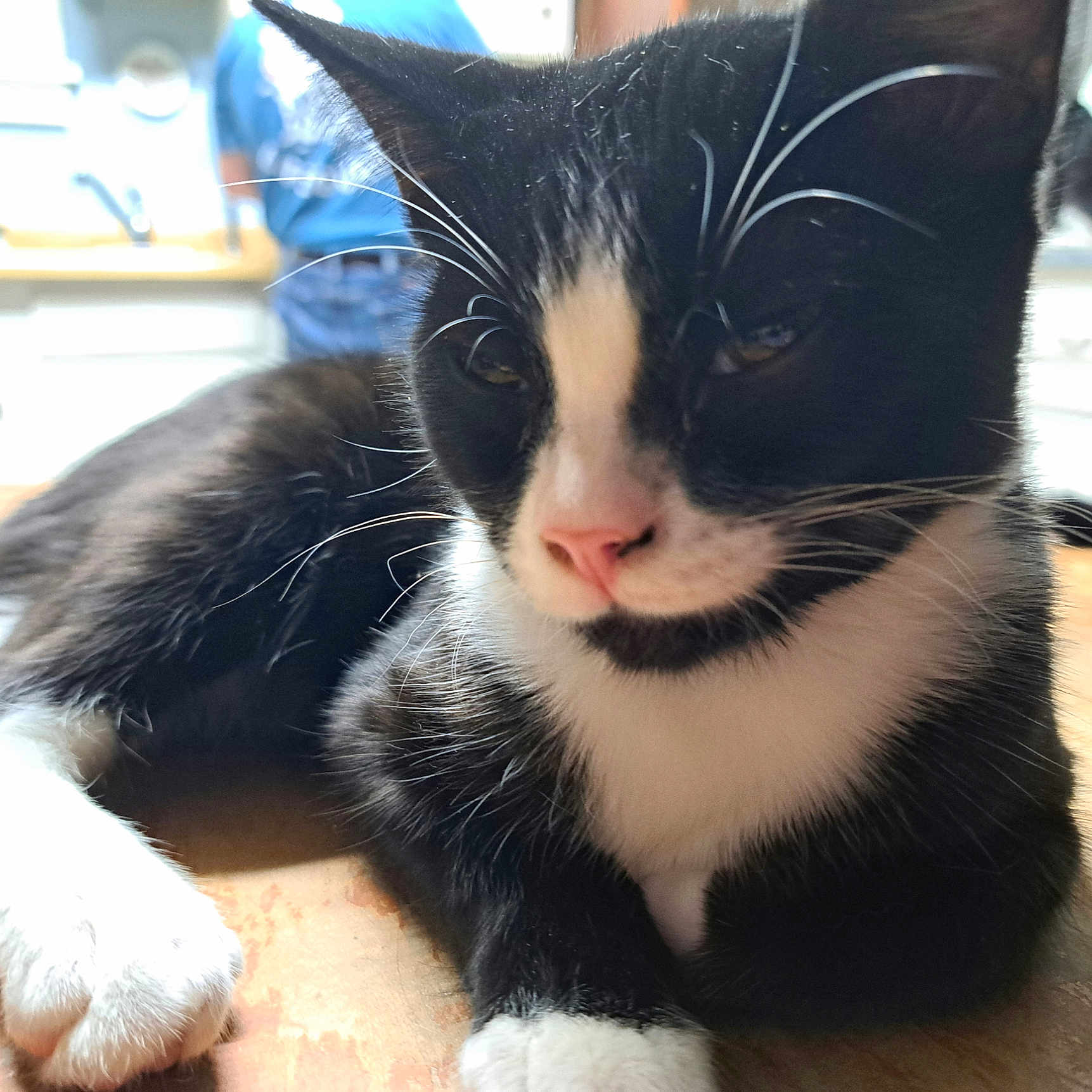 Valentino is registered to the contest to win money with this photo: abyssinian, animal, blackcat, bodypart, cat, couch, furniture, hardwood, kitten, manx, mouth, person, pet, plywood, siamese, wood
