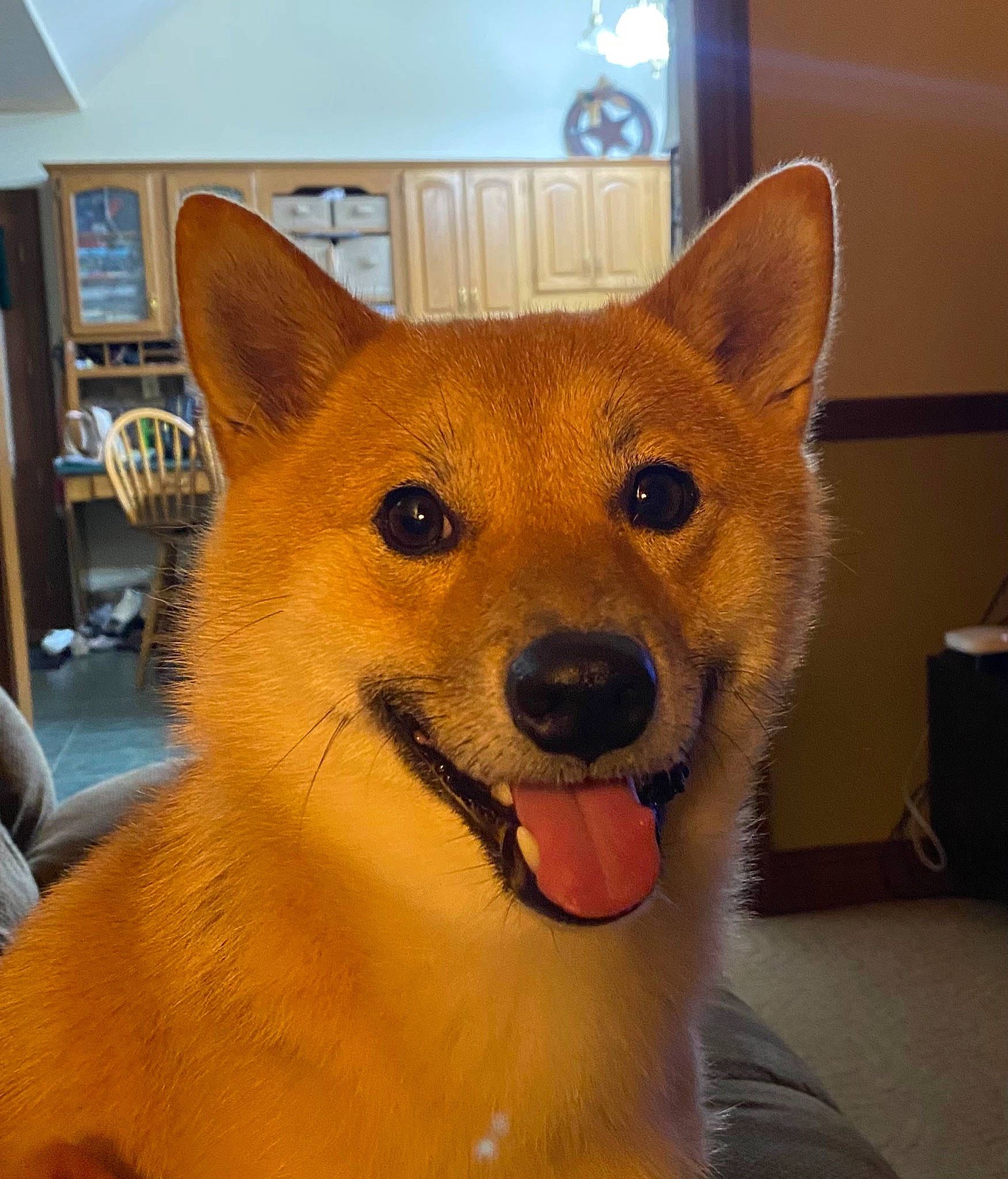 Kotaro is registered to the contest to win money with this photo: bookcase, canidae, canis, carnivore, companion_dog, dingo, dog, dog_breed, fawn, fur, herding_dog, picture_frame, shelf, snout, spitz, sporting_group, tail, terrestrial_animal, whiskers, working_animal