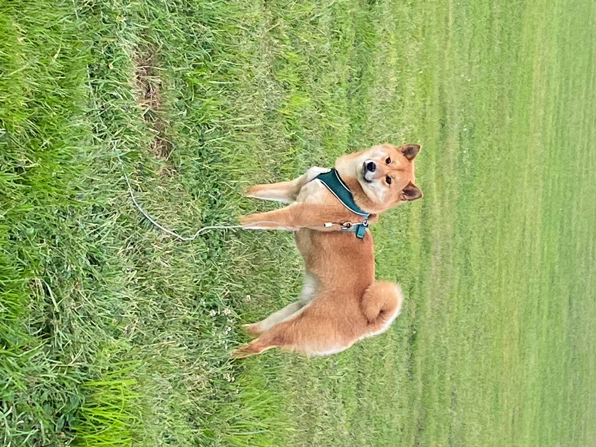 Kotaro is registered to the contest to win money with this photo: canidae, carnivore, collar, companion_dog, dog, dog_breed, dog_collar, dog_supply, fawn, grass, grass_family, grassland, groundcover, pasture, people_in_nature, pet_supply, plant, sporting_group, tail, working_animal