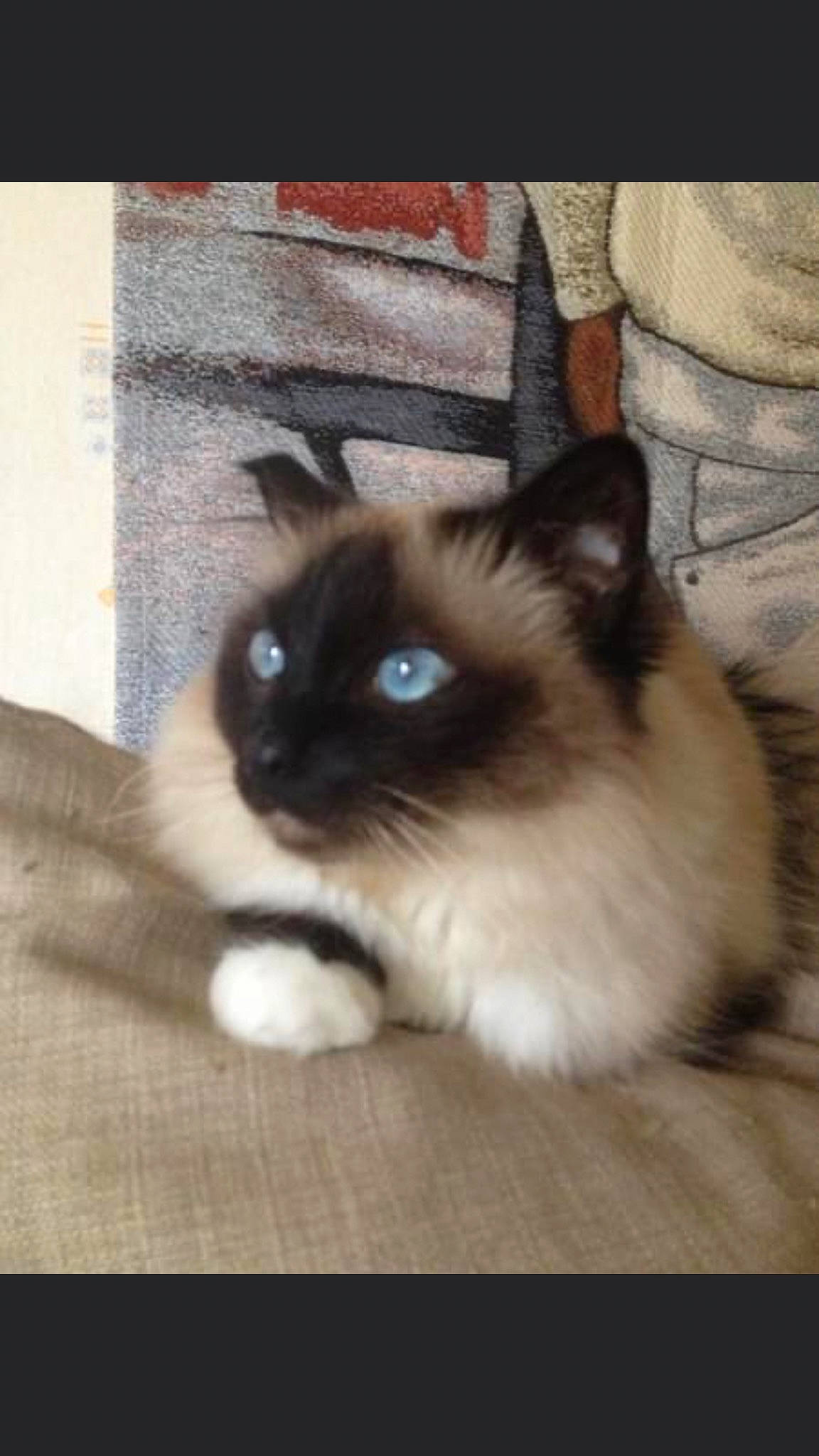 Fiby participe au concours pour gagner de l'argent avec cette photo : balinese, birman, carnivore, cat, fawn, felidae, flooring, fur, hardwood, iris, ragdoll, siamese, small_to_medium_sized_cats, snout, tail, thai, whiskers, wood