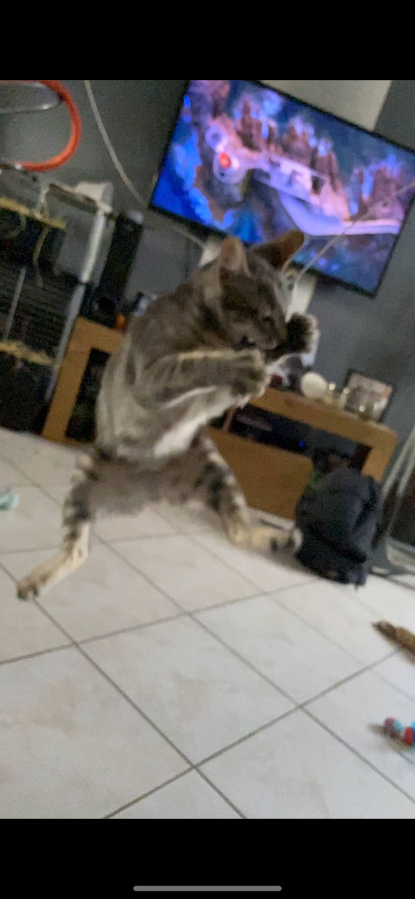 Atila a rejoint le concours — aidez-le/la à gagner de superbes lots ! canidae, carnivore, cat, chair, dog_breed, domestic_short_haired_cat, fawn, felidae, flooring, fur, hardwood, room, small_to_medium_sized_cats, snout, sporting_group, table, tail, terrestrial_animal, whiskers, wood