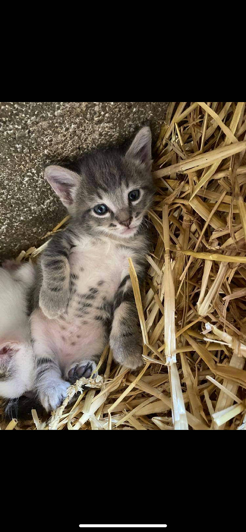 Atila participe au concours pour gagner de l'argent avec cette photo : carnivore, cat, claw, domestic_short_haired_cat, felidae, fur, grass, paw, photo_caption, small_to_medium_sized_cats, snout, soil, tail, terrestrial_animal, twig, whiskers, wildlife, wood