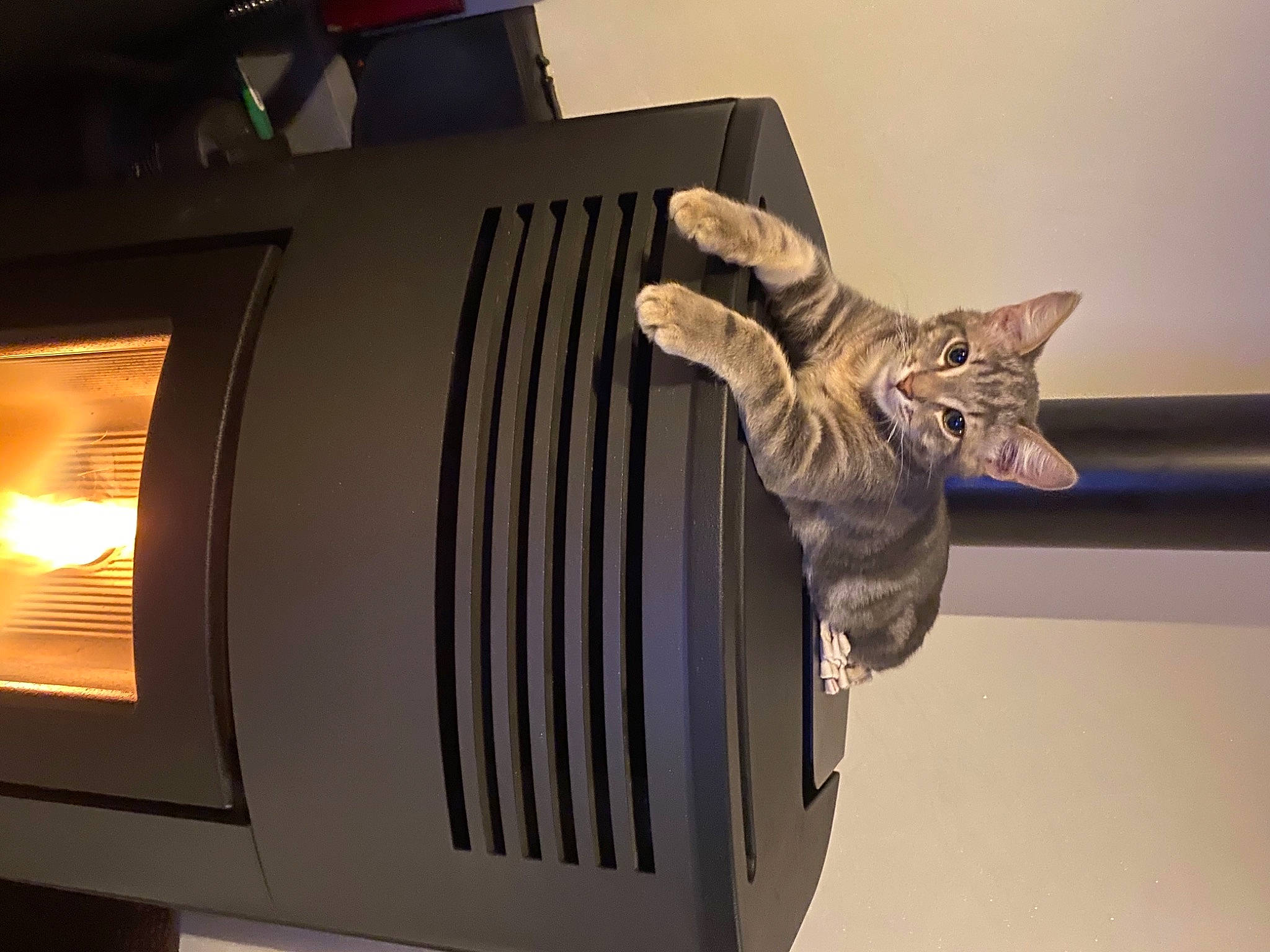 Atila a rejoint le concours — aidez-le/la à gagner de superbes lots ! auto_part, automotive_design, automotive_exterior, automotive_lighting, carnivore, cat, domestic_short_haired_cat, felidae, gas, luxury_vehicle, metal, motor_vehicle, room, sculpture, small_to_medium_sized_cats, tail, tints_and_shades, vehicle, whiskers, wood