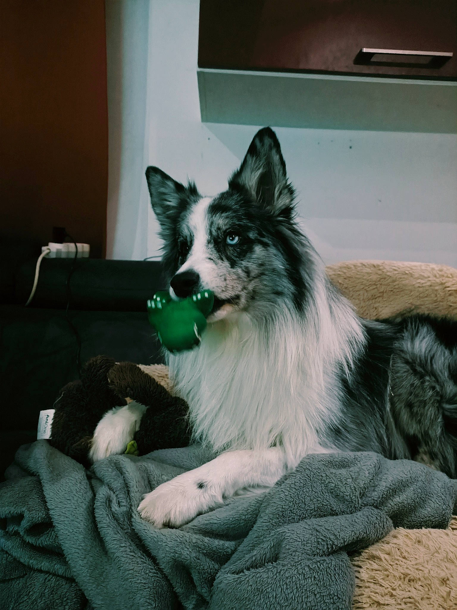 Natsu a rejoint le concours — aidez-le/la à gagner de superbes lots ! canidae, carnivore, comfort, companion_dog, dog, dog_breed, dog_supply, fur, grey, non_sporting_group, sitting, snout, sporting_group, tail, terrestrial_animal, whiskers, working_animal, working_dog