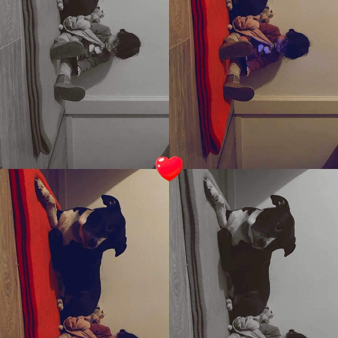 Aya a rejoint le concours — aidez-le/la à gagner de superbes lots ! black_and_white_dog, casual_clothing, child, collage, companion, cozy, cute, dog, floor, heart_emoji, home, indoor, pet, playing, red_mat, relaxed, sitting, toy, wall, wooden_floor