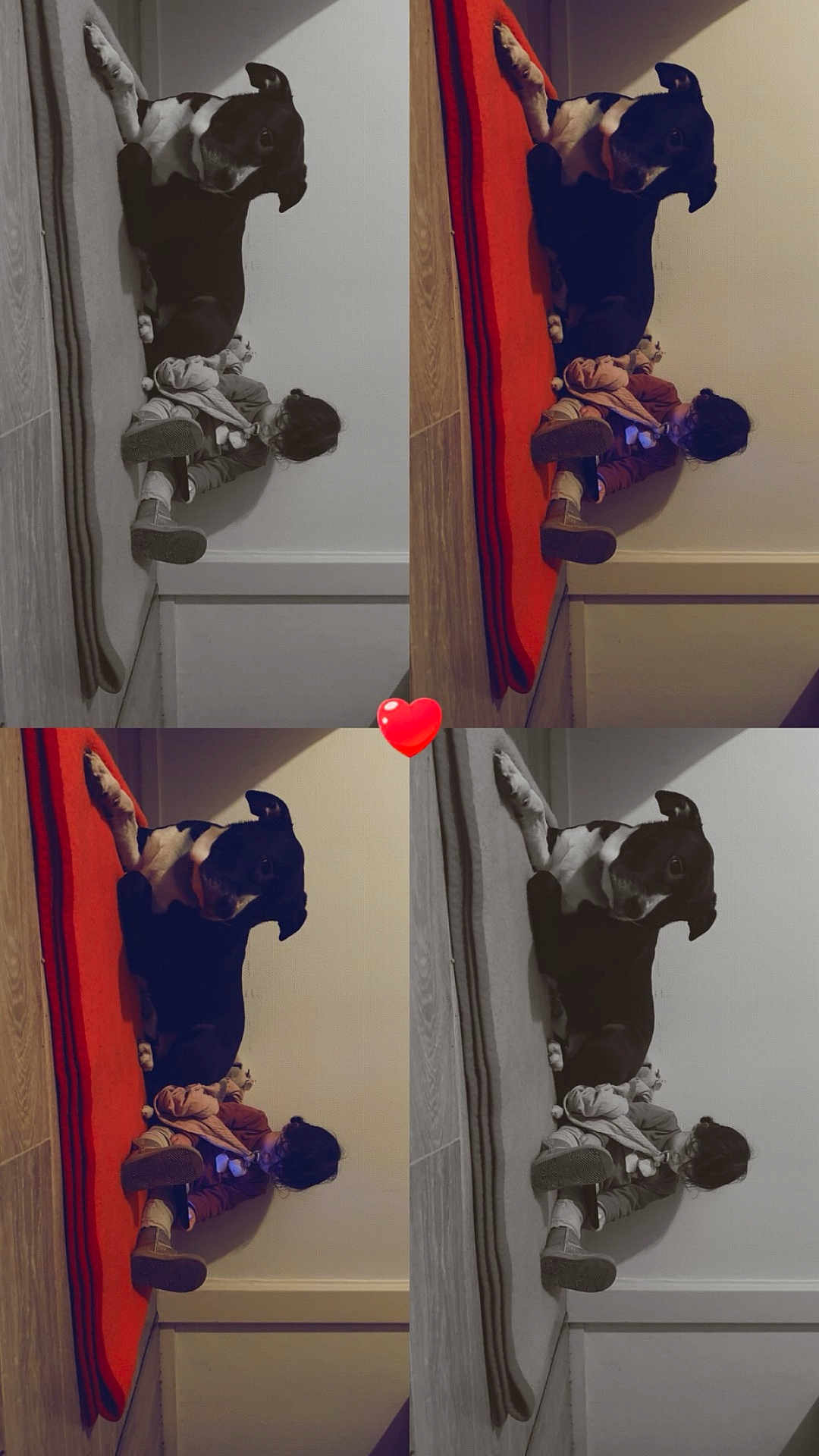 Aya a rejoint le concours — aidez-le/la à gagner de superbes lots ! child, dog, indoor, floor, red_mat, toy, black_and_white_dog, collage, heart_emoji, sitting, playing, wooden_floor, wall, casual_clothing, pet, companion, cute, relaxed, home, cozy