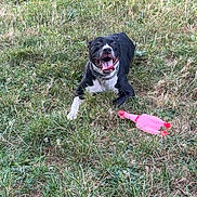 Aya participe au concours pour gagner de l'argent avec cette photo : dog, black_and_white, grass, toy, pink, rubber_chicken, outdoor, pet, playful, tongue_out, animal, canine, collar, lying_down, nature, greenery, summer, happy, cheerful, fun