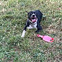 dog, black_and_white, grass, toy, pink, rubber_chicken, outdoor, pet, playful, tongue_out, animal, canine, collar, lying_down, nature, greenery, summer, happy, cheerful, fun