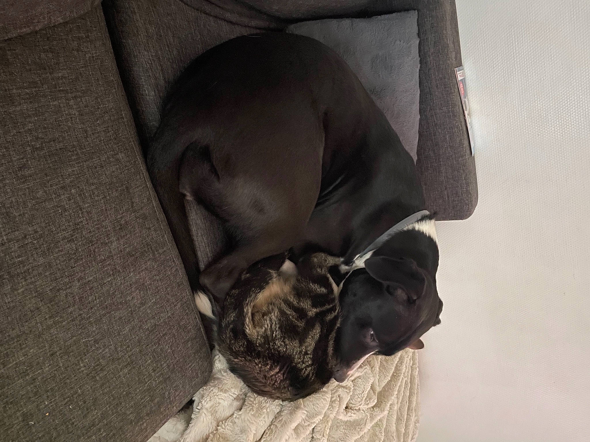 Aya Lopes participe au concours pour gagner de l'argent avec cette photo : canidae, carnivore, comfort, companion_dog, dog, dog_breed, dog_supply, fawn, fur, grey, guard_dog, mammal, nap, pet_supply, sleep, snout, sporting_group, toy_dog, whiskers, working_animal