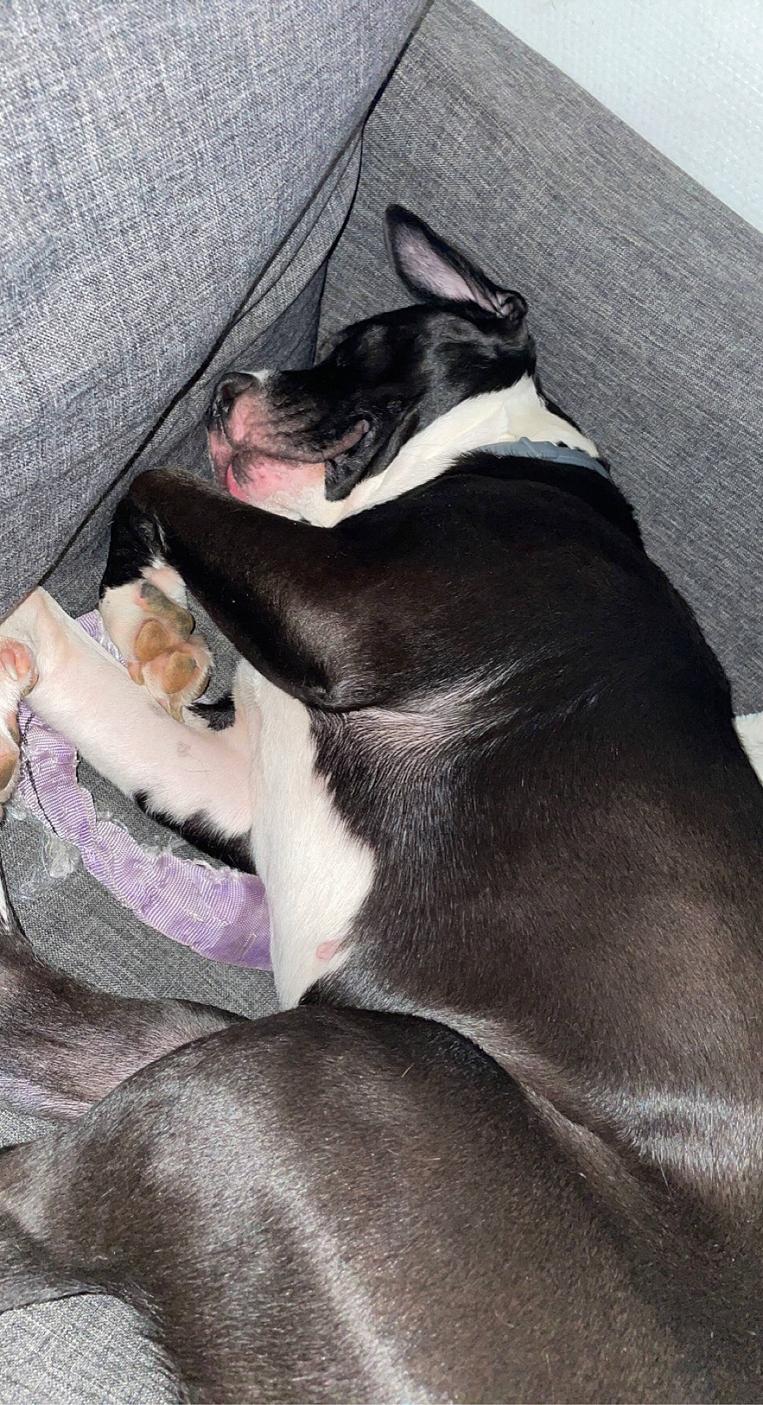 Aya Lopes a rejoint le concours — aidez-le/la à gagner de superbes lots ! canidae, carnivore, comfort, companion_dog, dog, dog_breed, fawn, grey, mammal, non_sporting_group, paw, snout, sporting_group, whiskers, working_animal