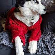 Milka participe au concours pour gagner de l'argent avec cette photo : dog, husky, red_sweater, couch, blanket, indoor, pet, fur, collar, relaxed, white_paws, blue_eyes, furniture, home, cozy, animal, portrait, looking_away, resting, domestic