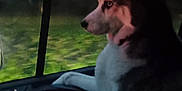 Milka participe au concours pour gagner de l'argent avec cette photo : animal, calm, canine, car_interior, companion, dark, dog, evening, forest, husky, looking_out, nature, outdoor, pet, seat, side_view, thoughtful, transportation, travel, window