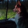 dog, husky, car_interior, window, forest, evening, pet, animal, side_view, seat, nature, outdoor, thoughtful, canine, travel, transportation, companion, looking_out, dark, calm