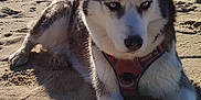 Milka a rejoint le concours — aidez-le/la à gagner de superbes lots ! dog, husky, beach, sand, water, sunlight, outdoor, animal, pet, canine, blue_eyes, fur, nature, relaxing, summer, sunny, shoreline, daytime, leash, harness