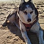 dog, husky, beach, sand, water, sunlight, outdoor, animal, pet, canine, blue_eyes, fur, nature, relaxing, summer, sunny, shoreline, daytime, leash, harness
