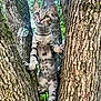 animal, cat, climbing, closeup, curious, daylight, forest, fur, green_eyes, mammal, nature, outdoor, pet, playful, tabby, texture, tree, trunk, whiskers, wildlife