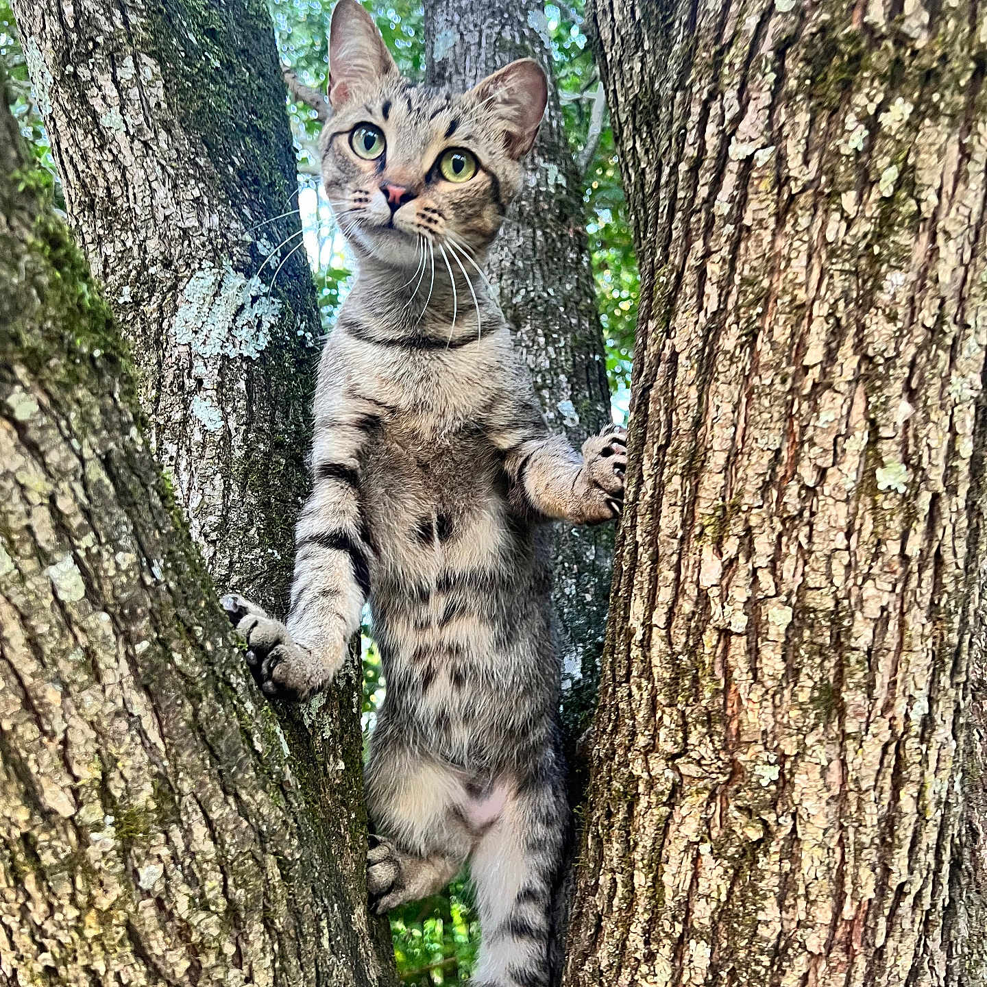 Conway Kitty is registered to the contest to win money with this photo: animal, cat, climbing, closeup, curious, daylight, forest, fur, green_eyes, mammal, nature, outdoor, pet, playful, tabby, texture, tree, trunk, whiskers, wildlife
