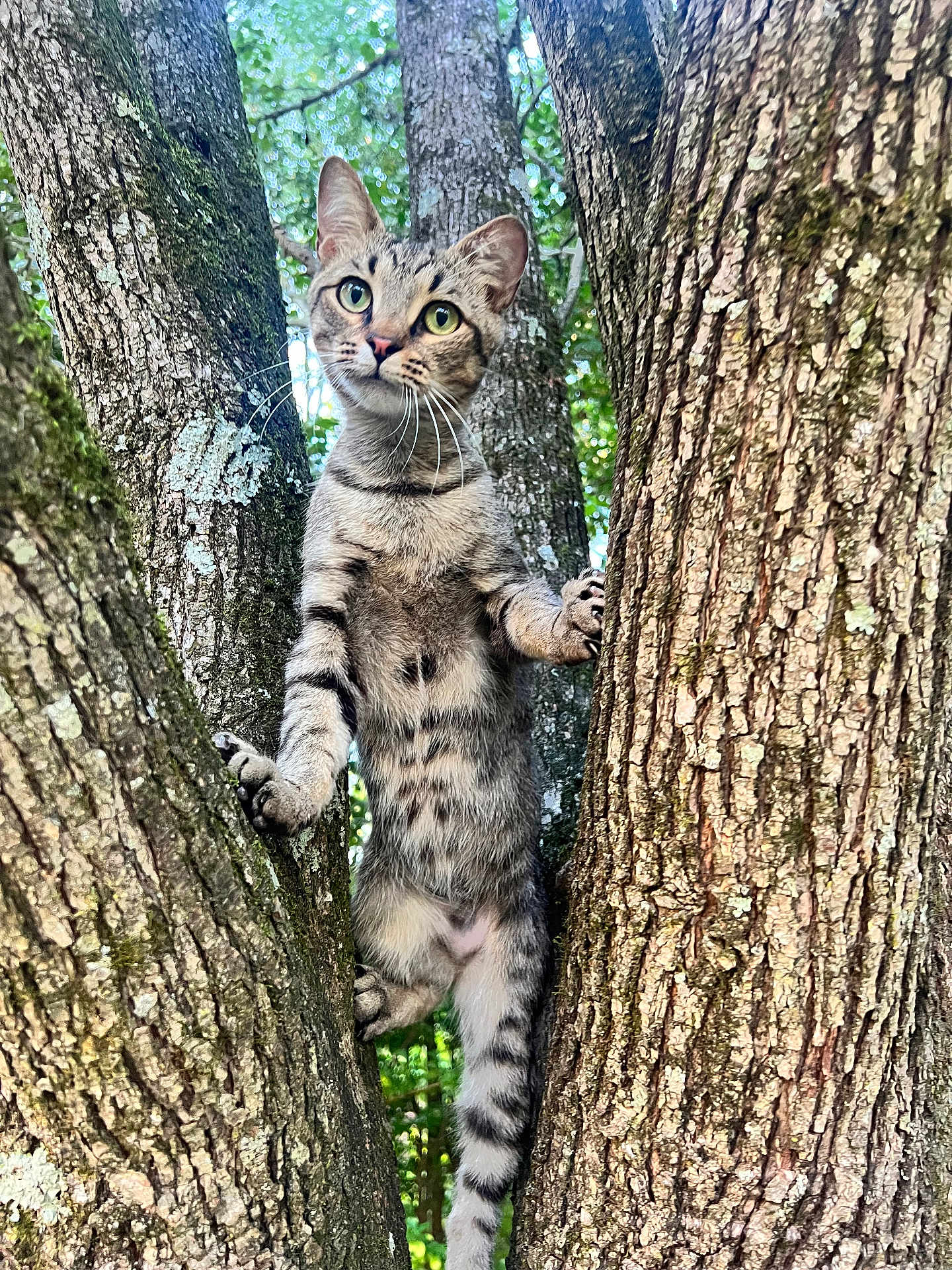 Conway Kitty is registered to the contest to win money with this photo: animal, cat, climbing, closeup, curious, daylight, forest, fur, green_eyes, mammal, nature, outdoor, pet, playful, tabby, texture, tree, trunk, whiskers, wildlife