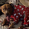 Archibald joined the competition — help win amazing prizes! dog, pajamas, red_clothing, bed, blanket, tongue_out, lying_down, indoor, pet, cute, animal, furry, brown_dog, black_and_white_dog, cozy, sleepwear, resting, canine, domestic_animal, companion