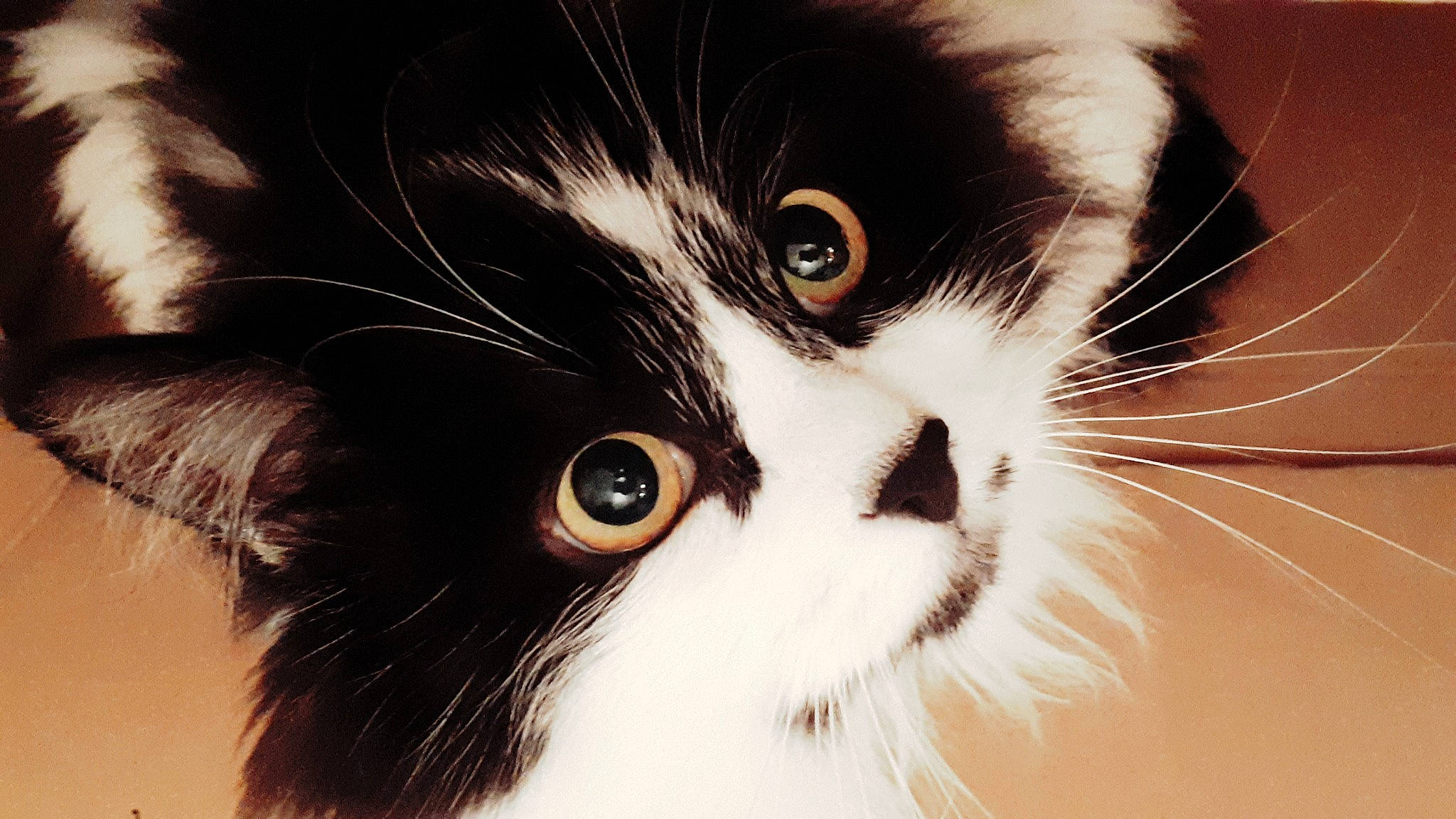 Minette participe au concours pour gagner de l'argent avec cette photo : black_and_white, carnivore, cat, close_up, domestic_long_haired_cat, ear, eye, felidae, fur, iris, kitten, mammal, norwegian_forest_cat, nose, photography, small_to_medium_sized_cats, snout, whiskers