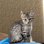 Cat Sajak joined the competition — help win amazing prizes! animal, blue_blanket, cat, curious, cute, ears, feline, fur, gray_tabby, indoor, kitten, looking, pet, sitting, small, soft, tail, texture_wall, whiskers, young
