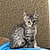Cat Sajak