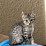 animal, blue_blanket, cat, curious, cute, ears, feline, fur, gray_tabby, indoor, kitten, looking, pet, sitting, small, soft, tail, texture_wall, whiskers, young